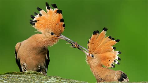 Birds Wallpapers | Best Wallpapers