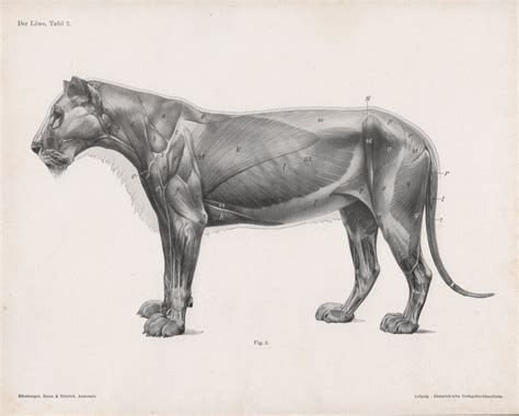 1922 Lion Anatomy Print Feline Illustration Female Lion