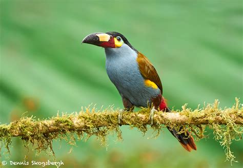 9163 Plate-billed Mountain Toucan (Andigena laminirostris), Ecuador - Dennis Skogsbergh ...