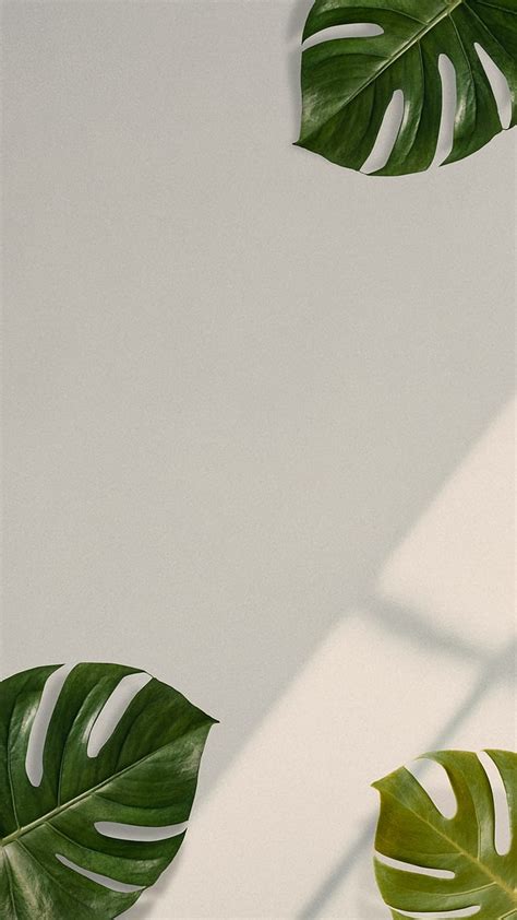 Monstera Leaves, Monstera iPhone HD phone wallpaper | Pxfuel