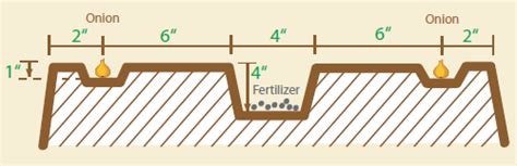 Onion Planting Guide - Dixondale Farms