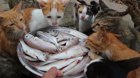 Many cats eating big fish - Cats eating A lot fish - Kitten eating raw ...