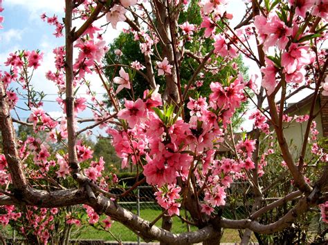 Our Nectarine Tree in full bloom. Fruit Trees, Camera Lens, Bloom ...