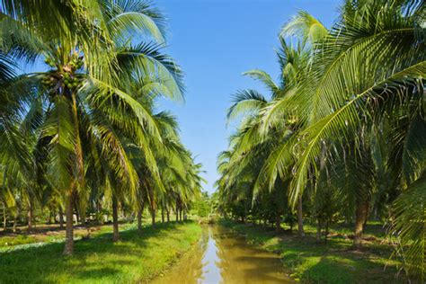 Coconut Farm Images – Browse 52,380 Stock Photos, Vectors, and Video | Adobe Stock