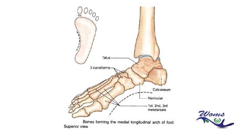 Arches of foot : Introduction,Types,Function and Clinical correlation