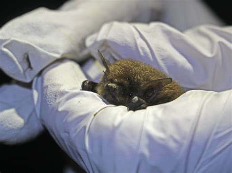 Bat Conservation in the San Francisco Bay Area (U.S. National Park Service)