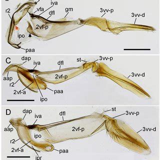 Skeletal structure in Mutillidae sting apparatus, lateral view. AP.... | Download Scientific Diagram