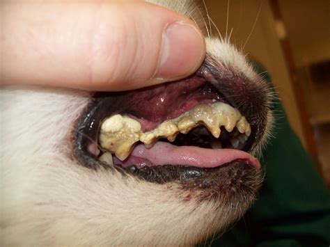 Severe periodontal disease in a small breed dog (Perio dz … | Flickr