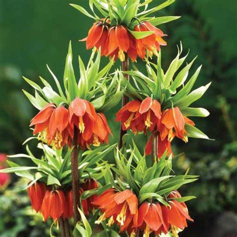 Fritillaria Imperialis Rubra | K. van Bourgondien