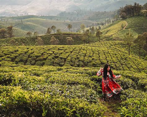 Tea Plantations In Munnar - 9+ Essential Tips To Know Before You Visit