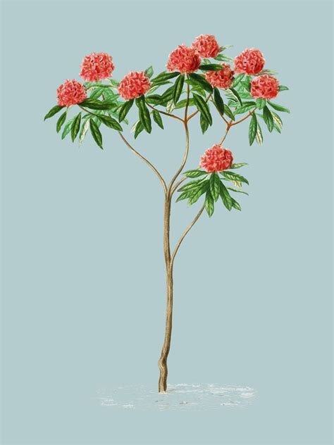 Rhododendron arboreum illustrated by Charles | Premium Vector Illustration - rawpixel