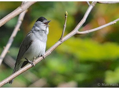 Blackcap | BirdForum