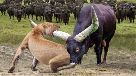 Buffalo Too Angry Destroy The Strongest Lion in African To Rescue His Teammate - Lions vs ...