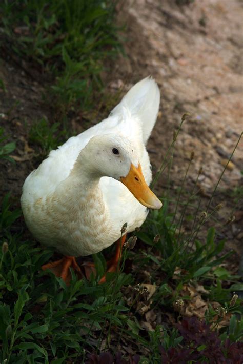 White duck | One of the tame ducks who lived the good life a… | Flickr