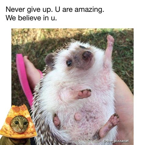 Cool Hedgehog Meme | PeepsBurgh.Com