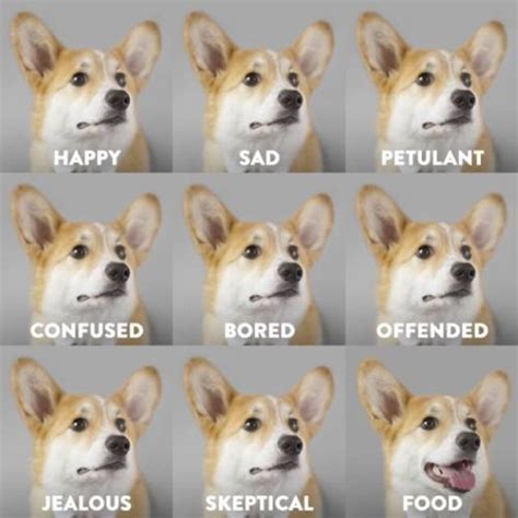 15 Hilarious Corgi Memes Will Make Your Day | PetPress Funny Animal Memes, Dog Memes, Funny ...