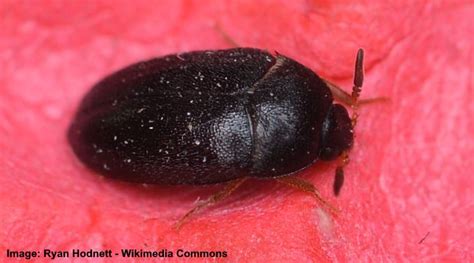 What Are Those Tiny Little Black Bugs | Psoriasisguru.com