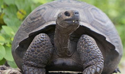 Giant tortoises that inspired Darwin return from extinction | Nature | News | Express.co.uk