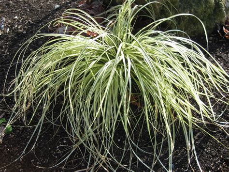 Rotary Botanical Gardens - Hort Blog: A Good Time For Grasses & Sedges