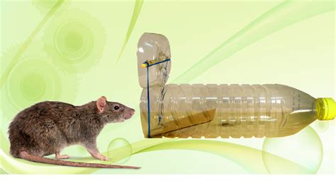 Mouse traps that work the best - newslopez