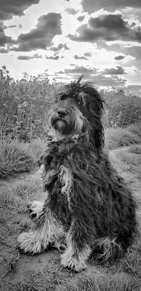 Goldendoodle sitting on the meadow in black white. Black doodle ...