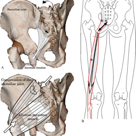 Identification of the sacrotuberous ligament. The sactorubetous... | Download Scientific Diagram