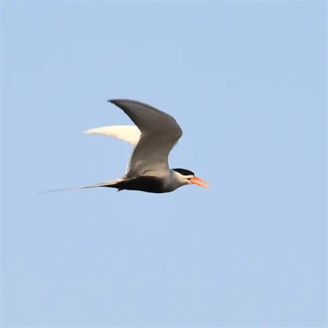 Black-bellied tern - Facts, Diet, Habitat & Pictures on Animalia.bio