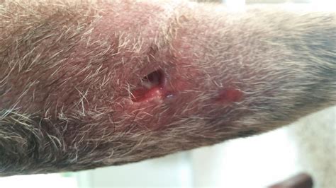 Brown Recluse Bite!? Please Help! | Puppy Forum and Dog Forums