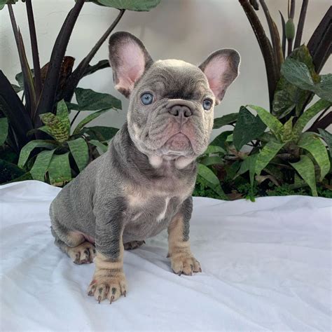 Frenchie puppies for sale/Frenchie puppies for sale near me