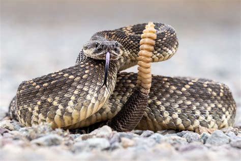 FedEx Driver Kills Rattlesnake While Delivering Package