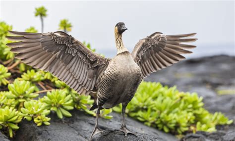 Hawaiian Goose Now Flying High After Near Extinction | twib.news