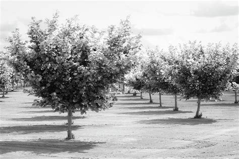 Hazelnut Orchard BW Photograph by Catherine Avilez | Fine Art America