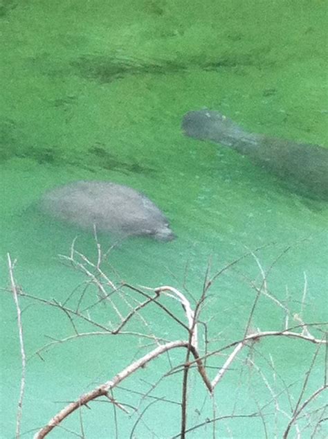 Blue Spring State Park Manatees - Volusia County Moms