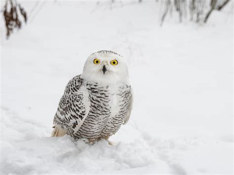 Are Snowy Owls Endangered? (Threats, Numbers + FAQs) | Birdfact