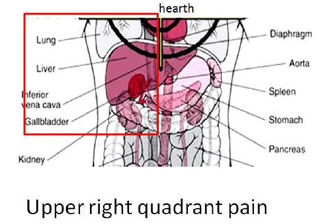 Pancreas Location Quadrant