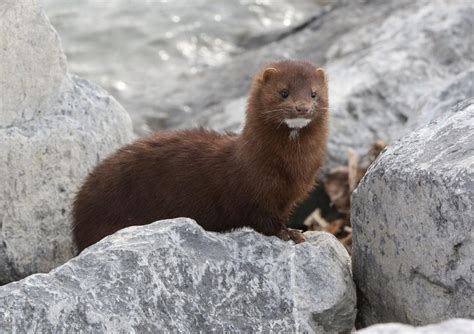 American Mink Facts, Habitat, Diet, Pictures - Coniferous Forest