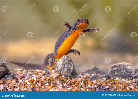 Alpine Newt Aquatic Animal Swimming in Freshwater Habitat Stock Photo ...