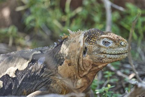 Galapagos Land Iguana, Conolophus Subcristatus. in Its Natural Habitat Stock Photo - Image of ...