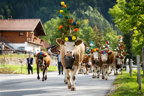 2,300+ Transhumance Stock Photos, Pictures & Royalty-Free Images - iStock