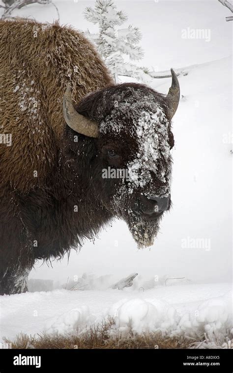 bison in yellowstone winter Stock Photo - Alamy