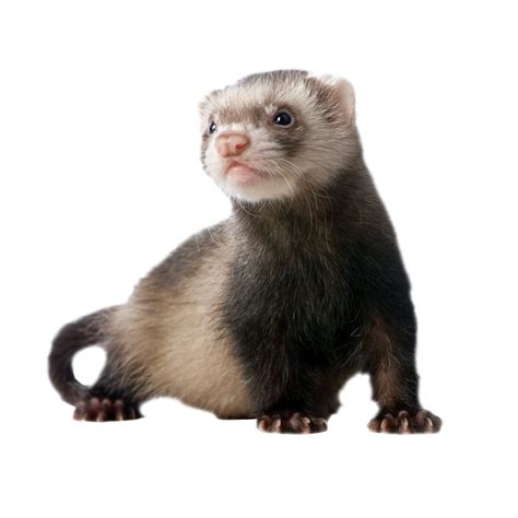 Ferret PNG Images Transparent Background - PNG Play