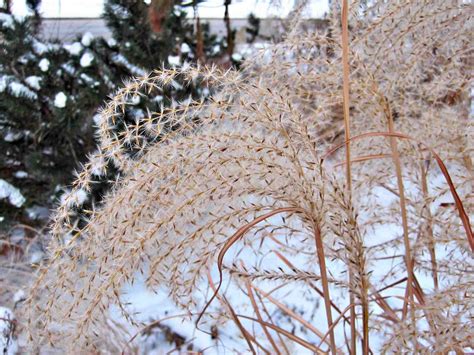 How to Cut Back Ornamental Grasses in Spring or Fall