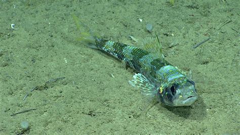 Yellowfish flagfish Aulopus filametosus seen during Dive 14. This is the first time we have ...