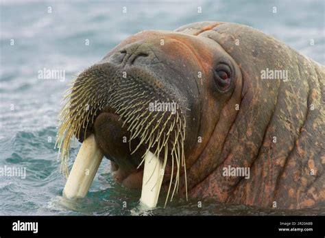 Atlantic walrus, Atlantic walrus, marine mammals, predators, seals, mammals, animals, Atlantic ...