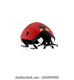 Vector Ladybug Realistic Drawing Style Beautiful Stock Vector (Royalty Free) 2243939203 ...