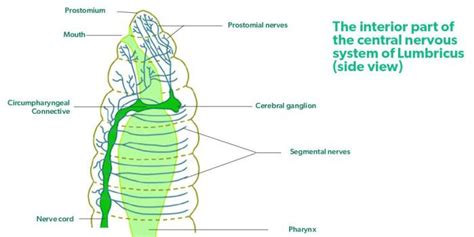 Earthworm Anatomy - GeeksforGeeks