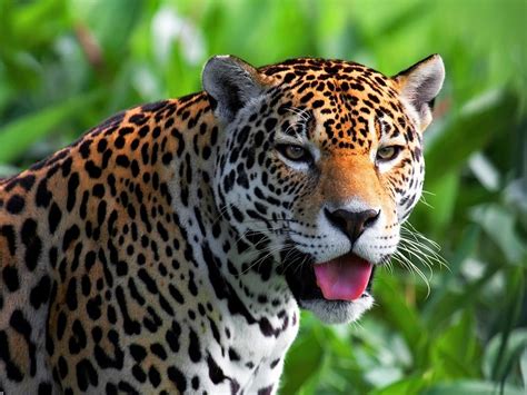 Jaguar Image - ID: 338221 - Image Abyss