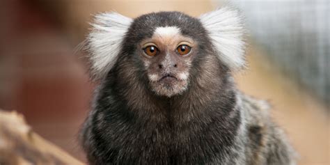 Proven Ways to Refine Research With Non-Human Primates - Allentown