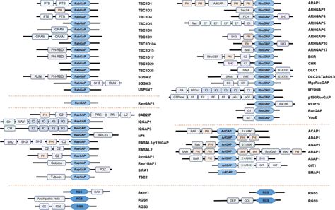 GAPs are multidomain proteins. GAPs have typical GAP active structural ...