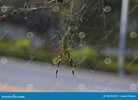 Joro Spider In Its Web, Trichonephila Clavata Royalty-Free Stock Photo | CartoonDealer.com ...